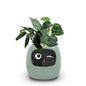 Smart Small Flower Pot (Copy)